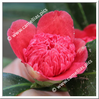Camellia Japonica 'Bokuhan-nishiki'