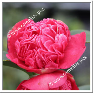 Camellia Japonica 'Bokuhan-nishiki'