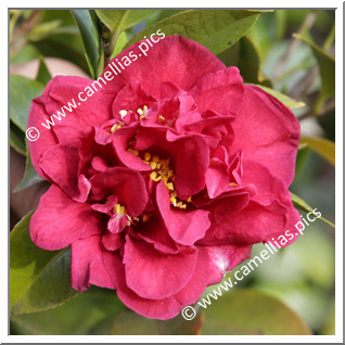 Camellia Japonica 'Bolongara'