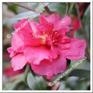 Camellia Sasanqua 'Bonanza'