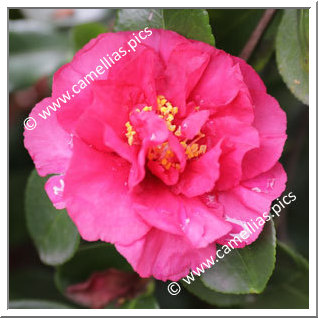 Camellia Sasanqua 'Bonanza'