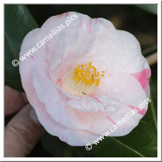 Camellia Japonica 'Bonardii'