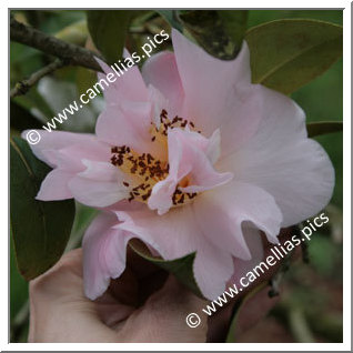 Camellia Hybrid 'Bonnie Marie'