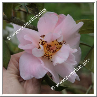 Camellia Hybride 'Bonnie Marie'
