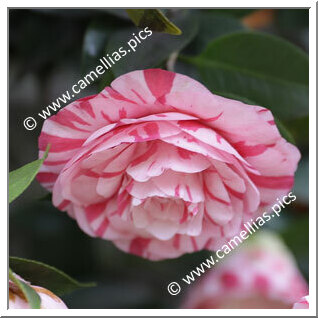 Camellia Japonica 'Bonomiana'