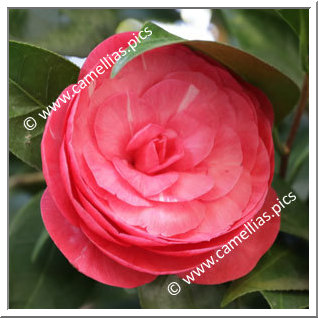 'Bonomiana Rosea'