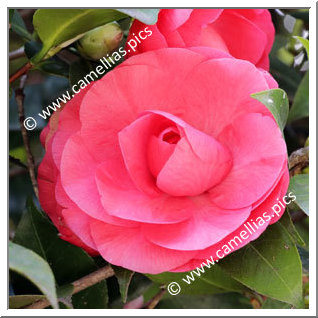 Camellia Japonica 'Bonomiana Rosea'