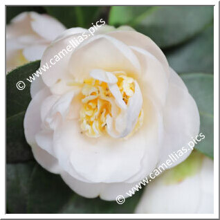 Camellia Japonica 'Botanyuki'