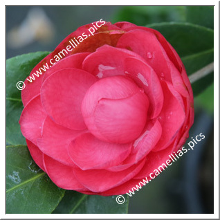 Camellia Japonica 'Boutonniere'