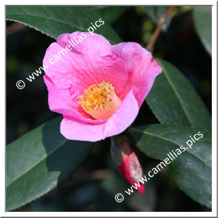 Camellia Hybride C.x williamsii 'Bow Bells'