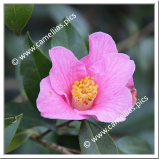 Camellia Hybride C.x williamsii 'Bow Bells'