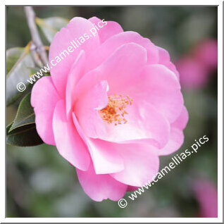 Camellia Hybrid C.x williamsii 'Bowen Bryant'