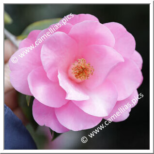 Camellia Hybride C.x williamsii 'Bowen Bryant'