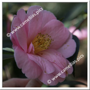 Camellia Hybrid C.x williamsii 'Bowen Bryant'