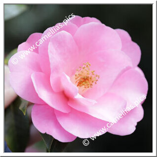 Camellia Hybride C.x williamsii 'Bowen Bryant'