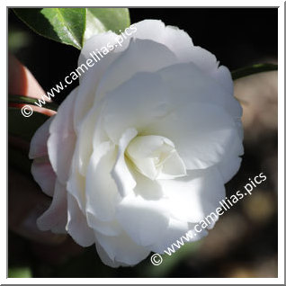 Camellia Hybrid C.x williamsii 'Buttons'n Bows Cream'