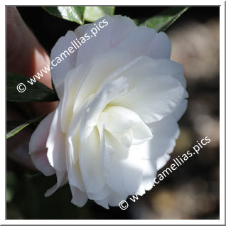 Camellia Hybrid C.x williamsii 'Buttons'n Bows Cream'