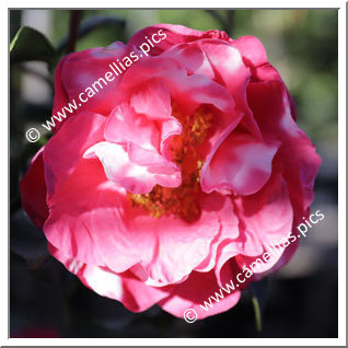 Camellia Hybride C.reticulata 'Bravo'