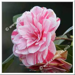 Camellia Japonica 'Breca'