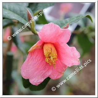 Camellia Botanique C. brevigyna