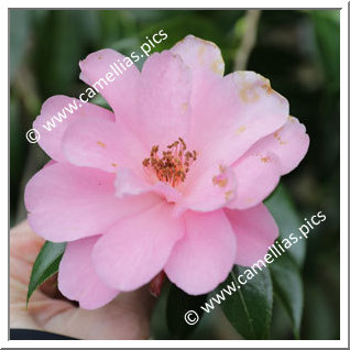 Camellia Hybrid 'Brian'