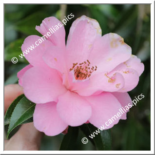 Camellia Hybride 'Brian'