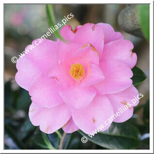 Camellia Hybrid 'Brian'