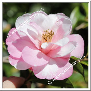 Camellia Hybride 'Brian Variegated'