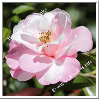 Camellia Hybrid 'Brian Variegated'