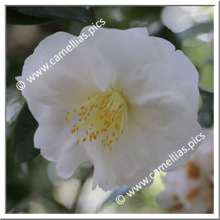 Camellia Japonica 'Bride's Bouquet'