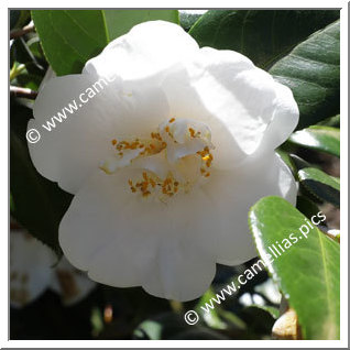 Camellia Japonica 'Bridesmaid'
