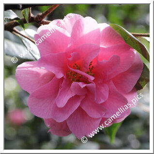 Camellia Hybrid C.x williamsii 'Brigadoon'