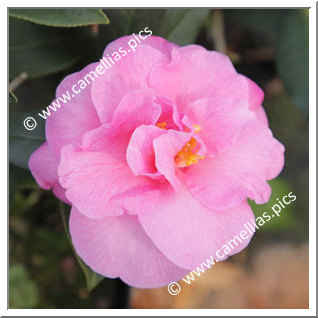 Camellia Hybrid C.x williamsii 'Brigadoon'