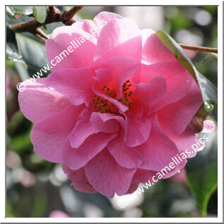 Camellia Hybride C.x williamsii 'Brigadoon'