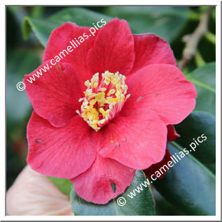 Camellia Japonica 'Bright Buoy'