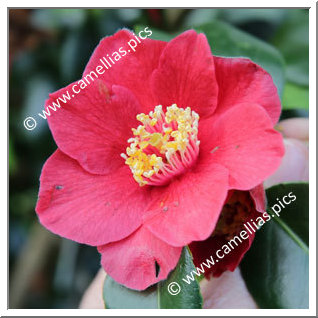 Camellia Japonica 'Bright Buoy'