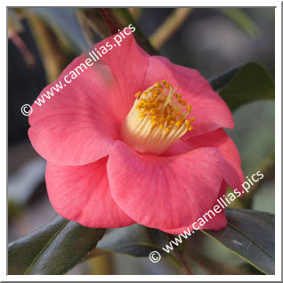Camellia Hybrid 'Bright Eyes'