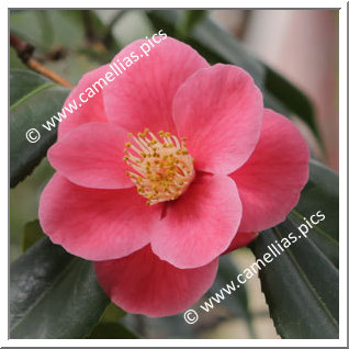 Camellia Hybrid 'Bright Eyes'