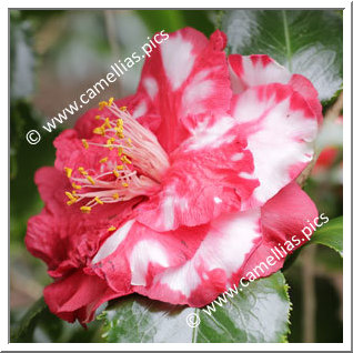 Camellia Japonica 'Holly Bright Variegated'