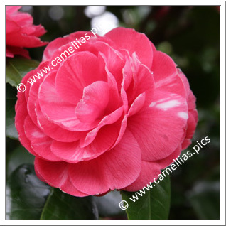 Camellia Japonica 'Brigida Rizzini'