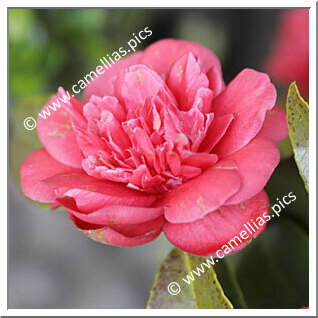 Camellia Japonica 'Bristoniana'