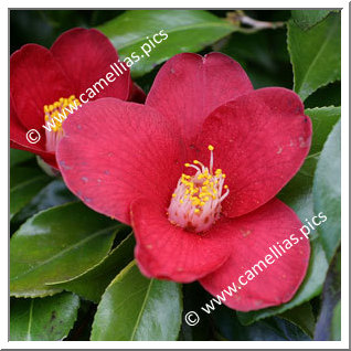 Camellia Japonica 'Brocéliande'