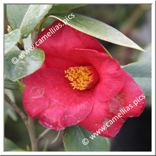Camellia Japonica 'Mrs T. Brockhouse'