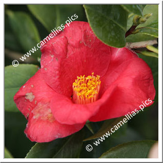 Camellia Japonica 'Mrs T. Brockhouse'