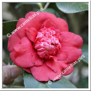 Camellia Japonica 'Brownii'