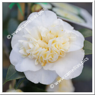 Camellia Japonica 'Brushfield's Yellow'