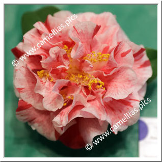Camellia Japonica 'Mabel Bryan Strawberry'