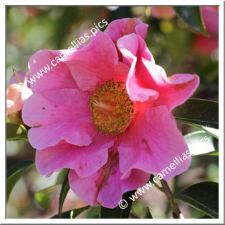 Camellia Hybrid C.reticulata  'Buddha'