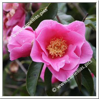 Camellia Hybrid C.reticulata  'Buddha'