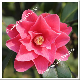 Camellia Japonica 'Buddy'